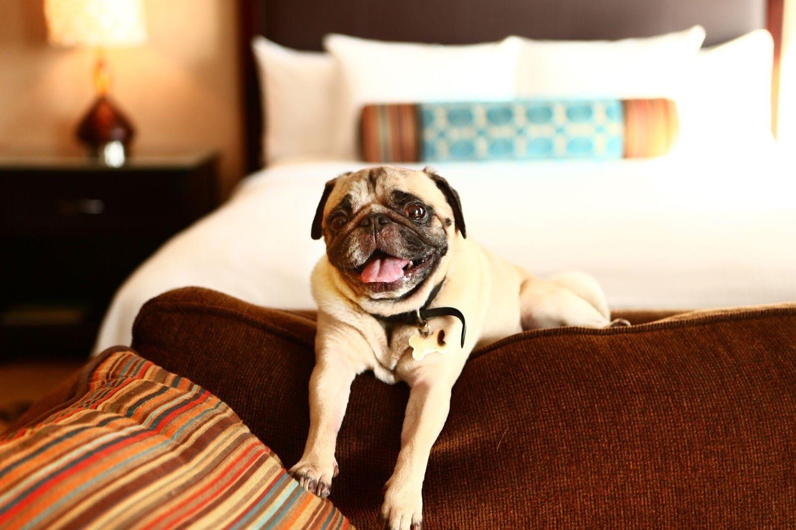 Traveling with a pet in a hotel
